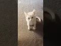 Download Lagu my cute cat 😺 #shortsfeed #cat #kitten #fypシ #shorts #short #trending #trendingshorts #catshorts