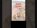 Download Lagu crab removing sand from his eyes with his windshield wipers #shorts #animals #crab #sand #eyes #car