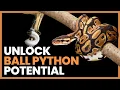 How To Unlock Your Ball Pythons Potential Capabilities Lori Torrini