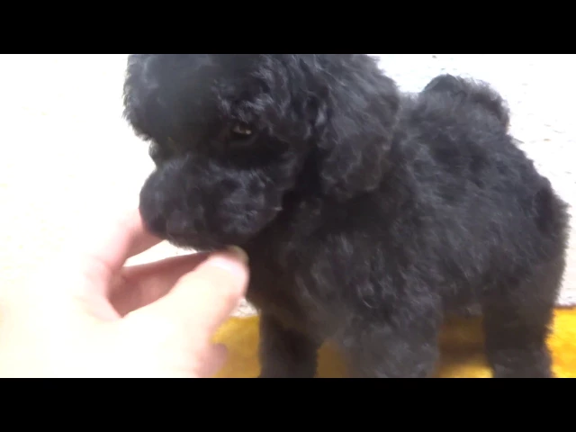 動画