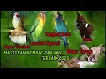 Download Lagu MASTERAN RAJA TEMBAK \u0026 NGEROL TENGKEK BUTO, CUCAK JENGGOT, LOVEBIRD, CILILIN SUARA JERNIH