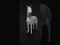 Download Lagu Zebra | #zebra | Animal Sounds | #shorts