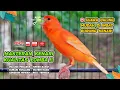 Lagu Kenari GACOR‼️ Masteran Burung Kenari PAUD dan Pancingan Kenari MACET BUNYI ( EPISODE 1418}