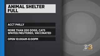 ACCT Philly shelters beyond capacities need help