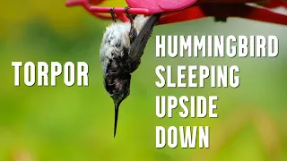 Download Hummingbird Sleeping Upside Down - Learn About Torpor MP3