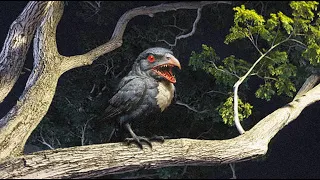 15 terrifying bird sounds that are just like the sound of a kuntilanak