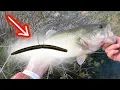 Download Lagu 5 Mistakes Bass Fishing Senkos (2X Your Fish Catches)