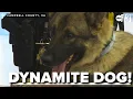 Campbell County employs new four legged officer to detect explosives