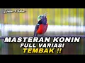 MASTERAN KONIN GACOR FULL ISIAN TEMBAKAN VARIASI MEWWAH COCOK UNTUK ISIAN KOLIBRI NINJA BAHAN IJOAN