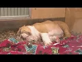 Arizona pet shop helps people become responsible owners FOX 10 News