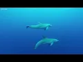 The Meditative Sounds of the Sea • Deep Underwater