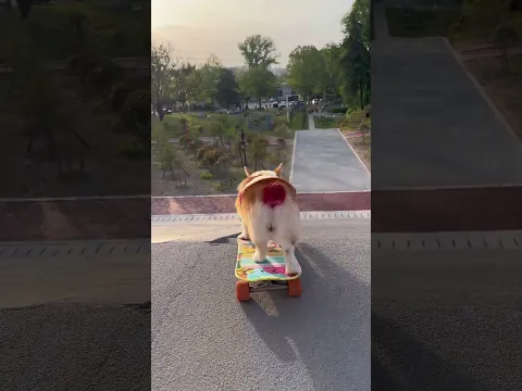 #skateboardingdog #corgi #smartpet