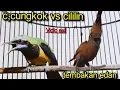 Download Lagu CUCAK CUNGKOK VS CILILIN 41 TEMBAKANNYA SUPER SUPER GANAS MP3