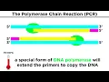 Biotechnology Genetic Modification Cloning Stem Cells and Beyond