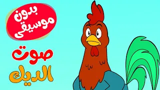 اغنية  الديك نسى صوته بدون موسيقى دندنها