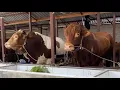 Download Lagu 14 EKOR DARI REDOR MENUJU AR JAYA FARM SAMARINDA❗️🔥🔥🔥