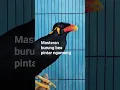 Download Lagu Masteran burung beo pintar ngomong #shorts