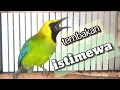 Download Lagu CUCAK RANTING GACOR SUARA JERNIH UNTUK PANCINGAN YANG SUSAH BUNYI || pancingan Cucak ranting... Download Lagu CUCAK RANTING GACOR SUARA JERNIH UNTUK PANCINGAN YANG SUSAH BUNYI || pancingan Cucak ranting...