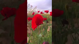 ابتسم لي يوم قابلني وسلم تصوير محمد الكحل 