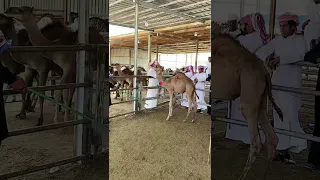 سوق الابل روعه