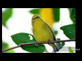 Download Lagu Suara pikat burung kecial kuning sudah terbukti hasiatnya 100%