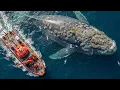 Rescuing a Giant Humpback Whale: Incredible Barnacle Removal \u0026 Ocean Release
