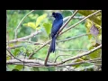 Download Lagu suara pikat (srikuting / sawai )                     coba aja bos ku 👍