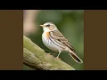 Download Lagu Jj Jungle Duck Sound Ena Ena