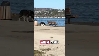 #fyp #dream #doberman #pets #vlog