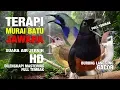 Lagu TERAPI MURAI BATU JAWARA + Suara Hujan HD [ cucak cungkok | cucak jenggot | burung gereja ]