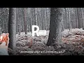 dam ustune cul server - Lyrics (Kurdish Subtitle) best TikTok song with lyrics
