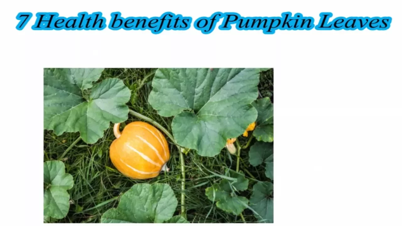 Health benefits of Pumpkin Leaves