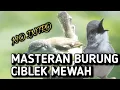 masteran suara ciblek mewah bikin ciblek lain ikut nyaut