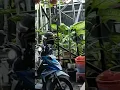 Download Lagu BAYI SUDAH LAHIR