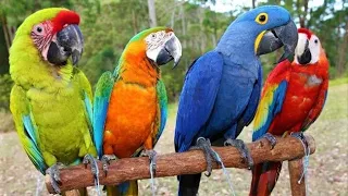 Download 8 Most Beautiful Macaws on Planet  Earth MP3