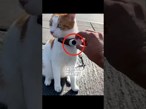 Pasang Kamera di Leher Kucing, Isinya Bikin Merinding! 🐱😱 #shortvideo