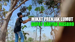 Download Mikat Prenjak lumut Dapat banyak MP3