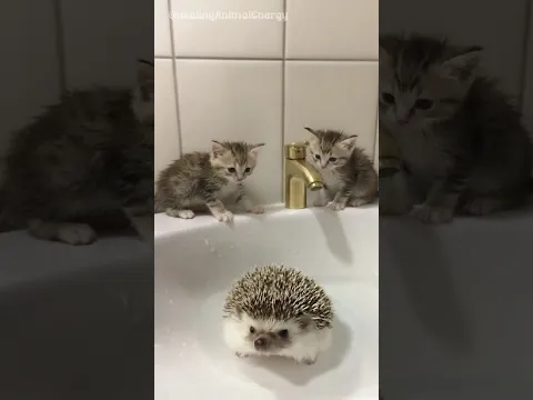[Virtual Story] A Curious Kitten Watches a Hedgehog Bath 🦔🐱