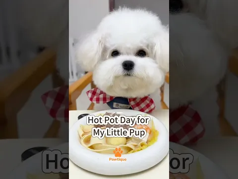 Hot Pot Day for My Little Pup! πΆπ² #bichonfrise #dogmeal #foodiedog #cutedog #doglife