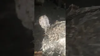 حبايبي شوفوا العلاج السحري الجبار للعلاج التهابات الجهاز التنفسي عندالرومي من اكتشافي 