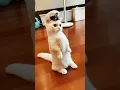 Download Lagu funny video//catdance#trending #baby #youtubeshorts #song #cat #k2 #viral #barish #dance