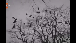 مسلسل مرعشلي الحلقة 9 مشهد خاص مترجم 