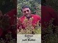 Download Lagu Galla’n Add Hon Walia’n  - Sufi Balbir 2023