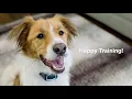 Remote Dog Trainer How To Use a Dog Training Collar