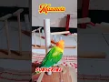 Download Lagu how to Training budgies Lovebird || hand tame #shorts #budgies @Masencis