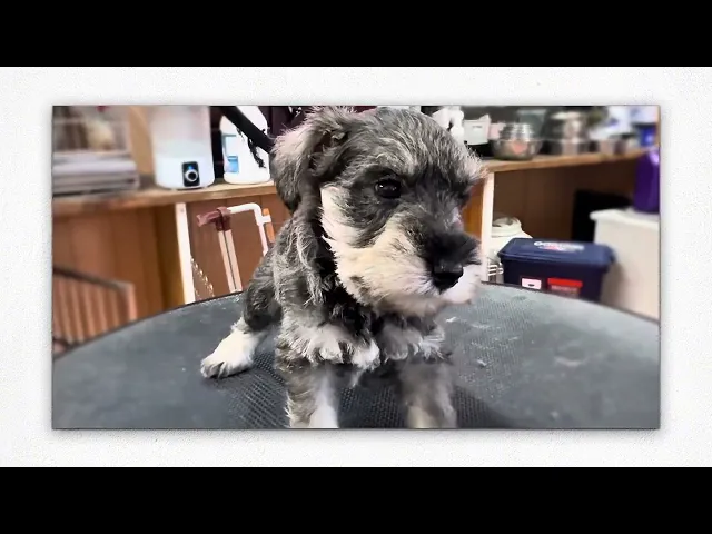 動画