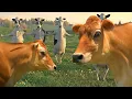 FUNNY COW DANCE 7 │ Cow Song \u0026 Cow Videos (Official Moo Video 4K)