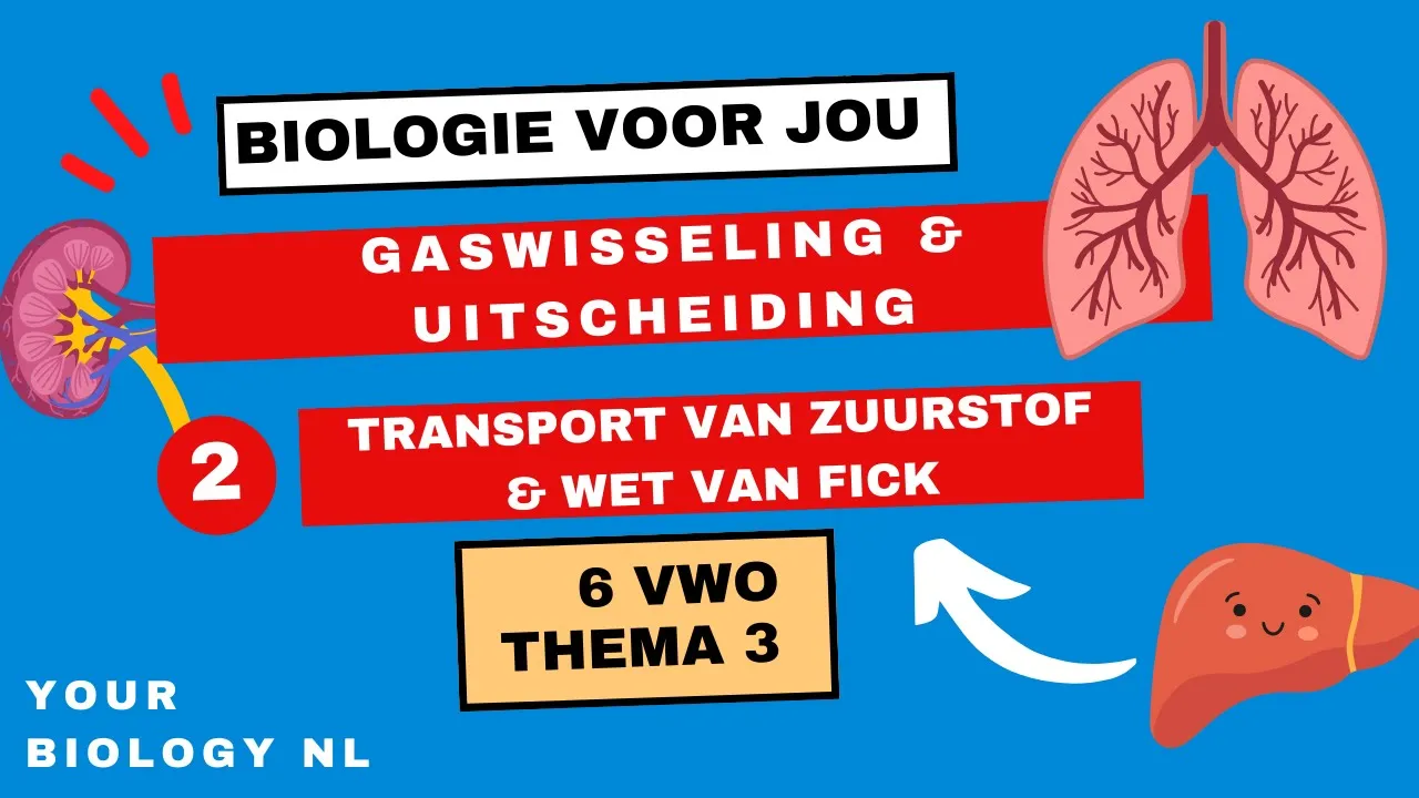6 vwo | Gaswisseling & Uitscheiding | 2 | Gaswisseling II: Transport van zuurstof & wet van Fick