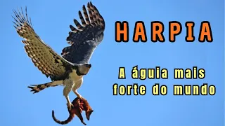 HARPIA! A MAIS LINDA E FORTE ÁGUIA DO MUNDO! UMA RAINHA ENTRE OS ANIMAIS DA FLORESTA! MAGNÍFICA!