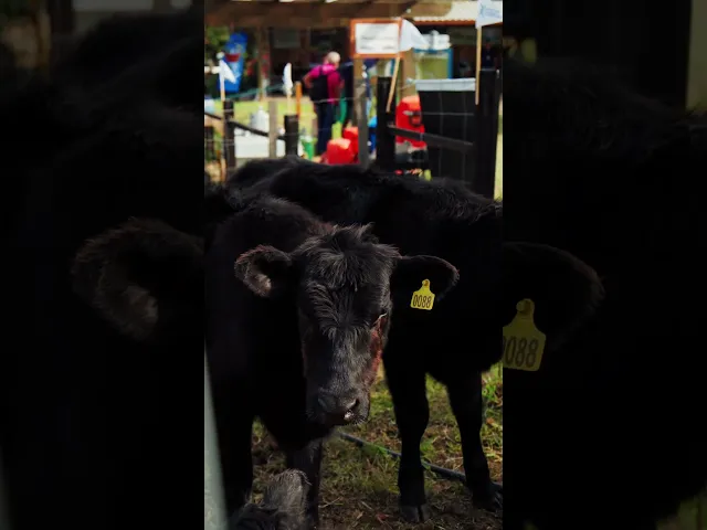 Vídeo do produto - Exposição da Tela Campeira Boi na ExpoInter